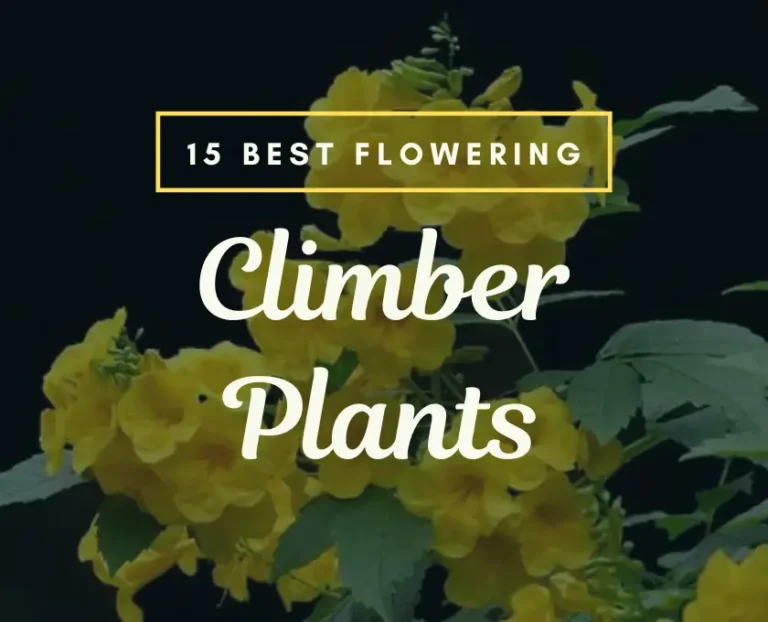 15 Best yellow flower climber plants