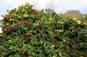 Allamanda creeper plant