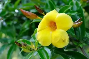 Allamanda yellow flower