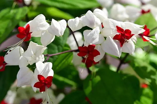 Bleeding Heart Vine white flowers
