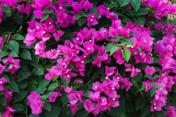 Bougainvillea image