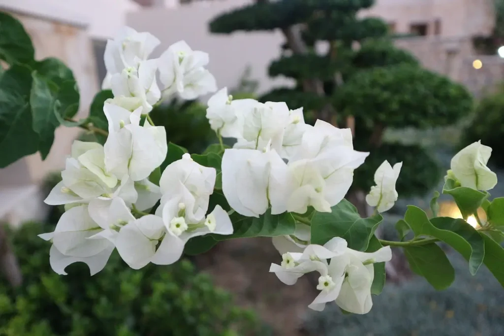 Bougainvillea glabra beautiful white flowers