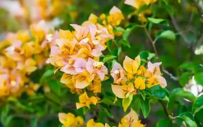 Bougainvillea glabra creeper