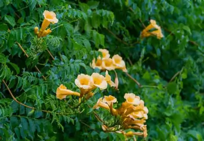 Campsis radicans flava bush