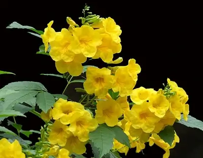 Carolina Jessamine flowers