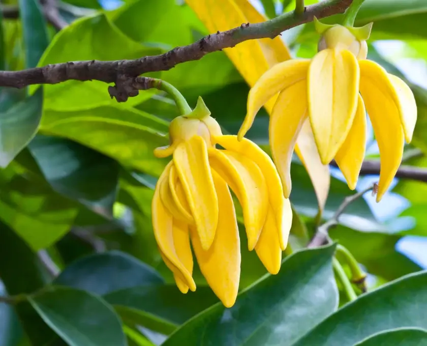 Climbing Ylang-Ylang (Hari Champa) blooming on the branch