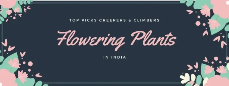 Creeper flowering plants in india