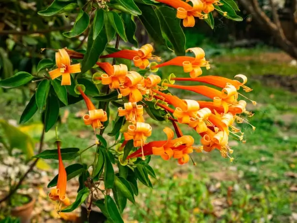 Flame Vine orange