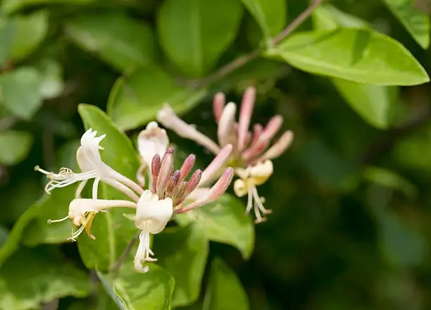 Honeysuckle flowers