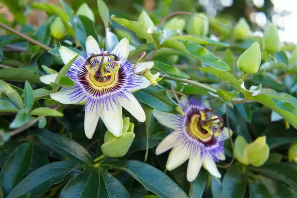Passion flower
