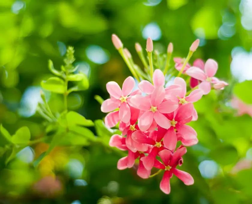 Rangoon creeper flowering plants - nice blooms and buds clear view