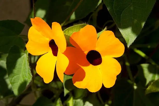 Thunbergia yellow flowering climbers