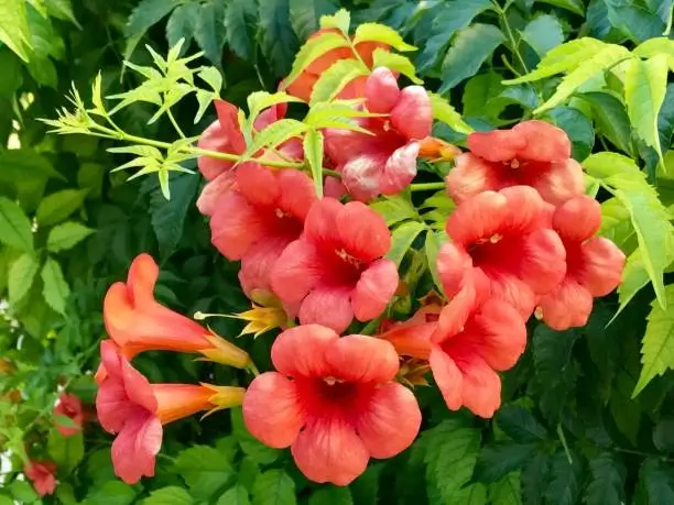 Trumpet vine creeper plant