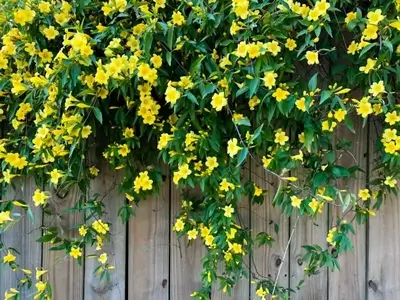 Yellow Jessamine on the wall