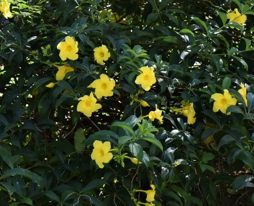 Yellow Mandevilla or Wild Allamanda lush leaves with flowers