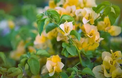 Yellow flowers bougainvillea