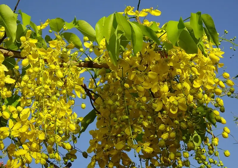 Amaltas yellow flower branch in sun