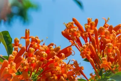 beautiful-orange-trumpet-flowers-blooming