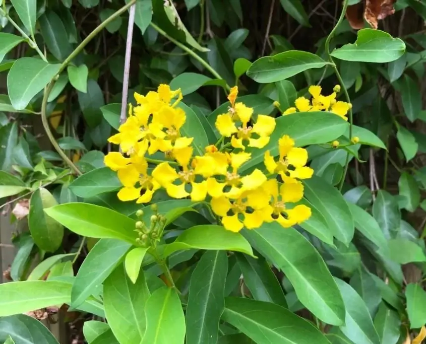 Yellow Butterfly Vine small flowers and green leaves