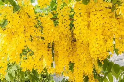 cassia-fistula-flowers