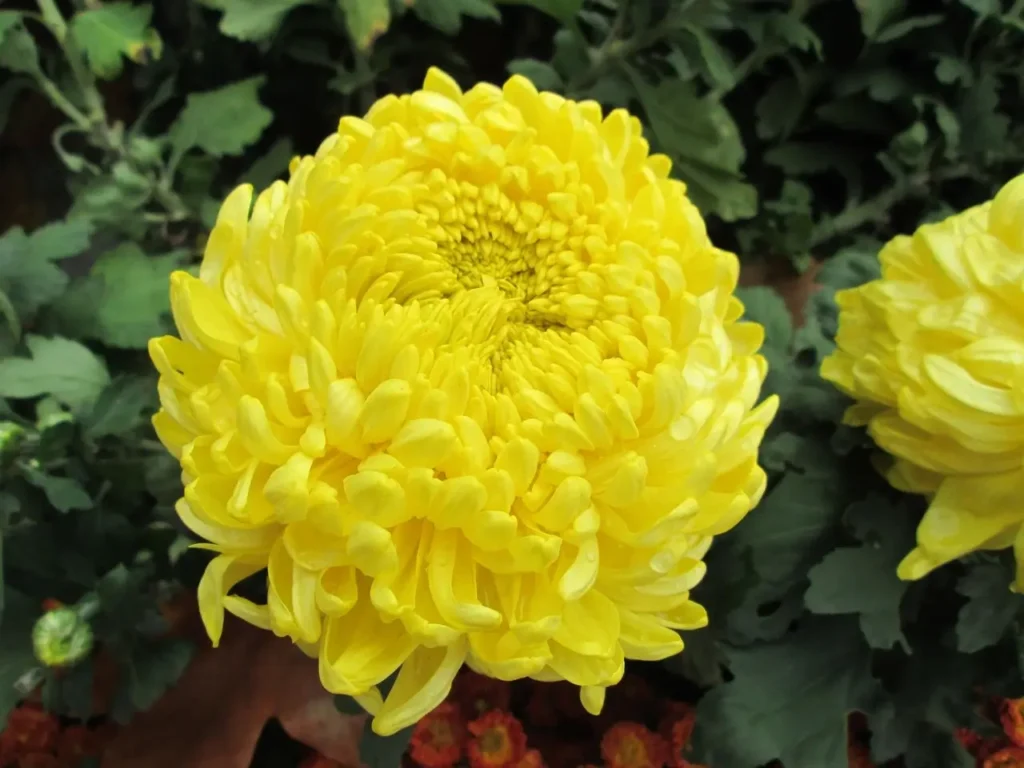 Yellow Chrysanthemum plant with bright flower