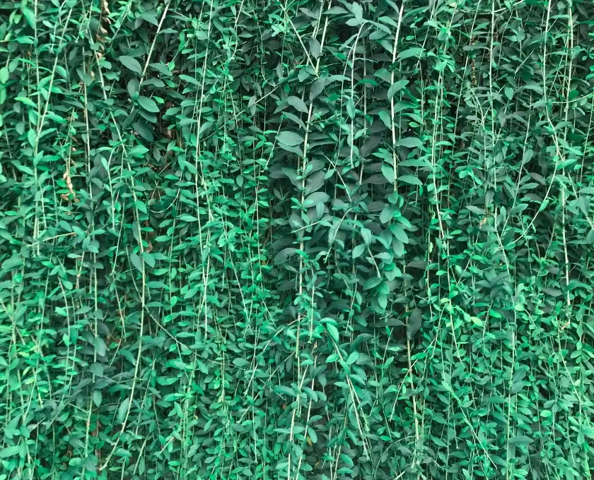 Curtain long creepers