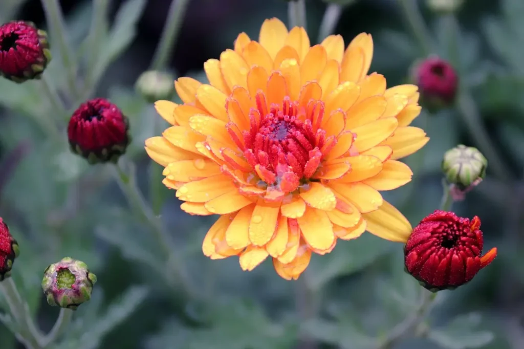 Chrysanthemums flower with dark center in a garden 
