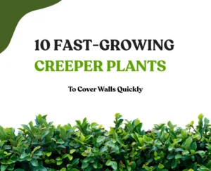 20 Fast growing creepers to cover walls quickly
