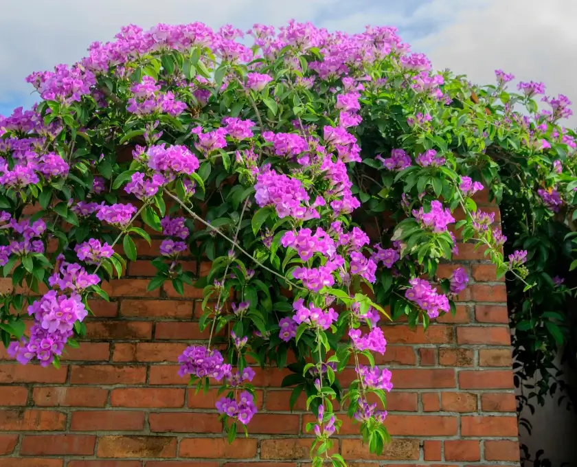 Garlic vine purple flowers on the wall