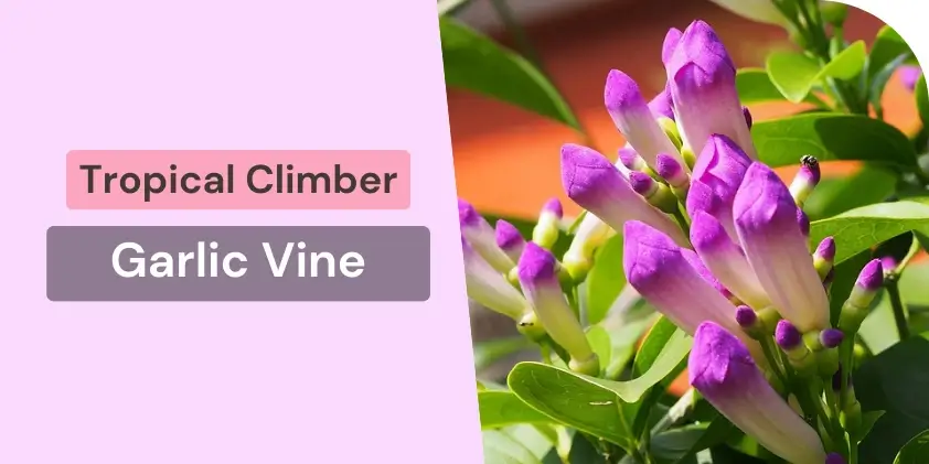 Garlic vine climber with purple flowers and green leaves