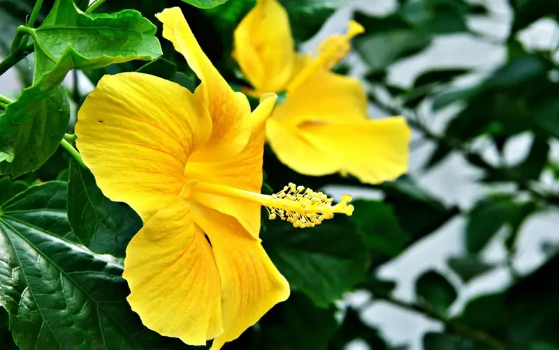 Tropical hibiscus flowers with green leaves