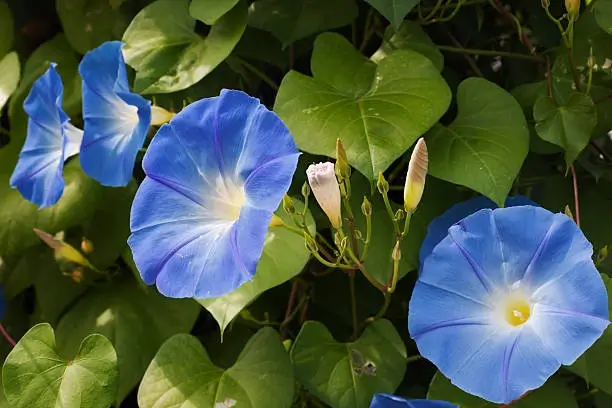 Morning glory pink purple flowers