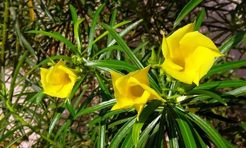 Flowering Yellow Yellow Oleander Kaner plant with blooms