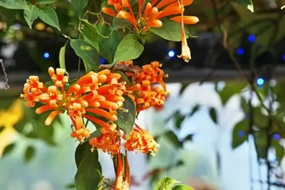 pyrostegia-venusta-flowers and leaves