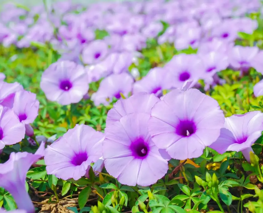 Railway creeper pink blooms