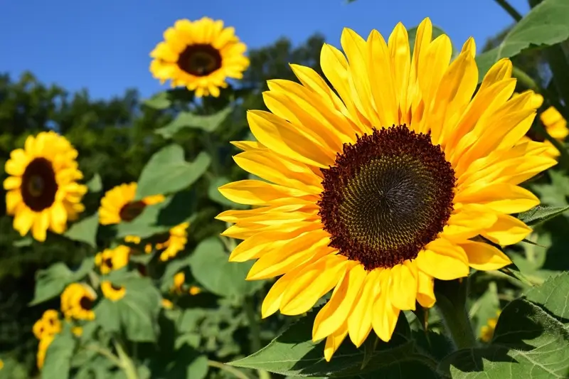 surajmukhi plant with large yellow bloom