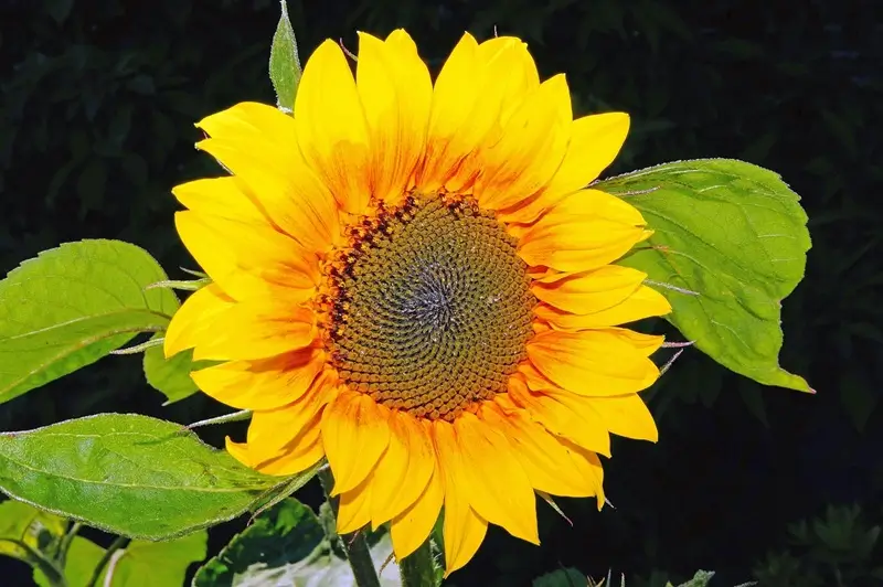 Bright yellow sunflower surajmukhi flower