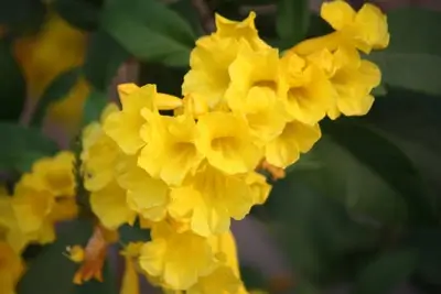 trumpet vine creepers