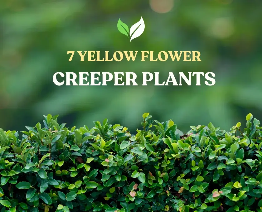 7 yellow flower creeper plants - benefits, grow, care