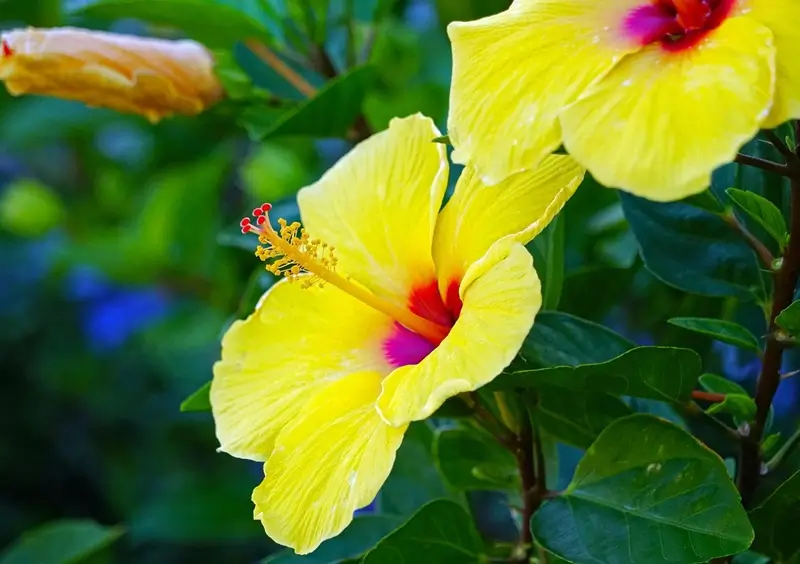 Close up of Yellow hibiscus flowers blooming