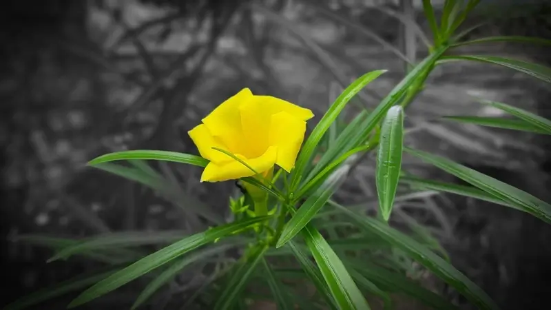 Kaner flower with green leaves