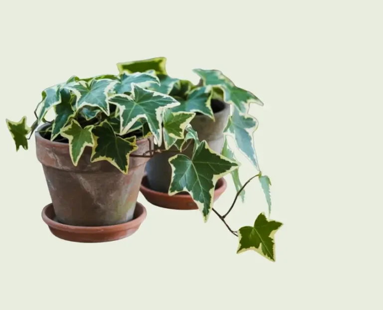 English ivy indoor plant green leaves growing in the pot
