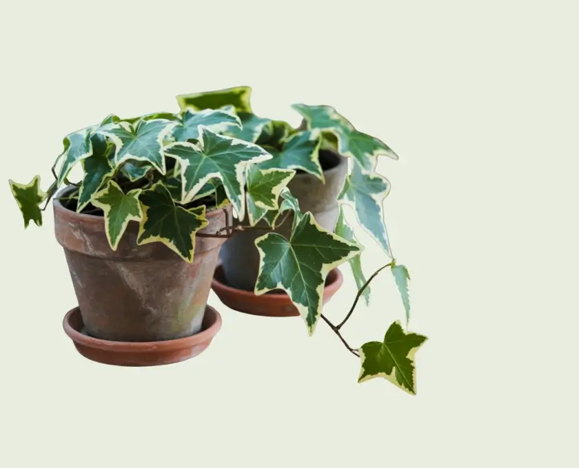 English ivy indoor plant green leaves growing in the pot