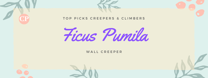 climbing-creeping-plant