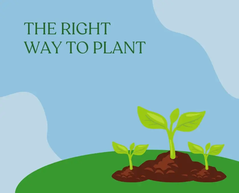 Right way to plant English ivy