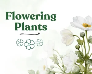 Top 10 All season flowering plants in India