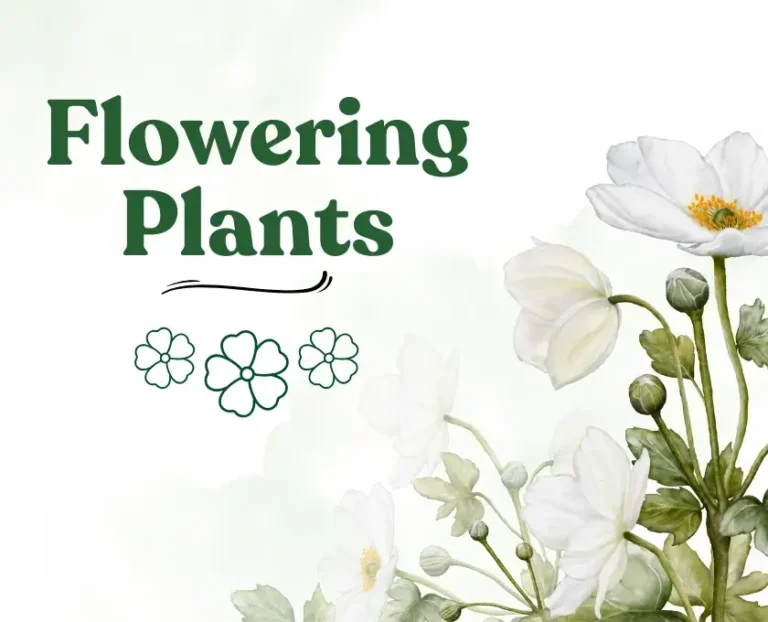 Top 10 All season flowering plants in India