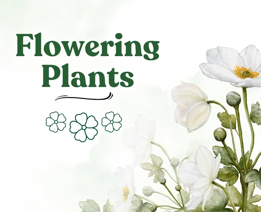 Top 10 All season flowering plants in India