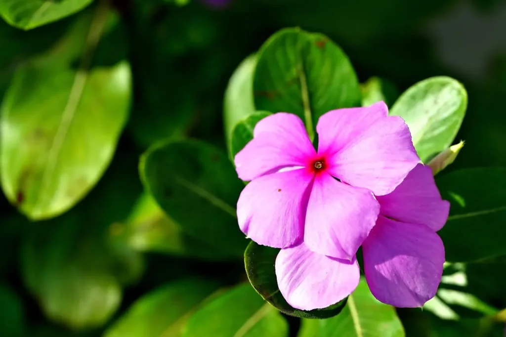 Close-up of Pink Desi Vinca Periwinkle plant