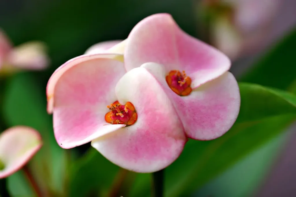Close-up of waxy pink flowers of a drought-tolerant Euphorbia
